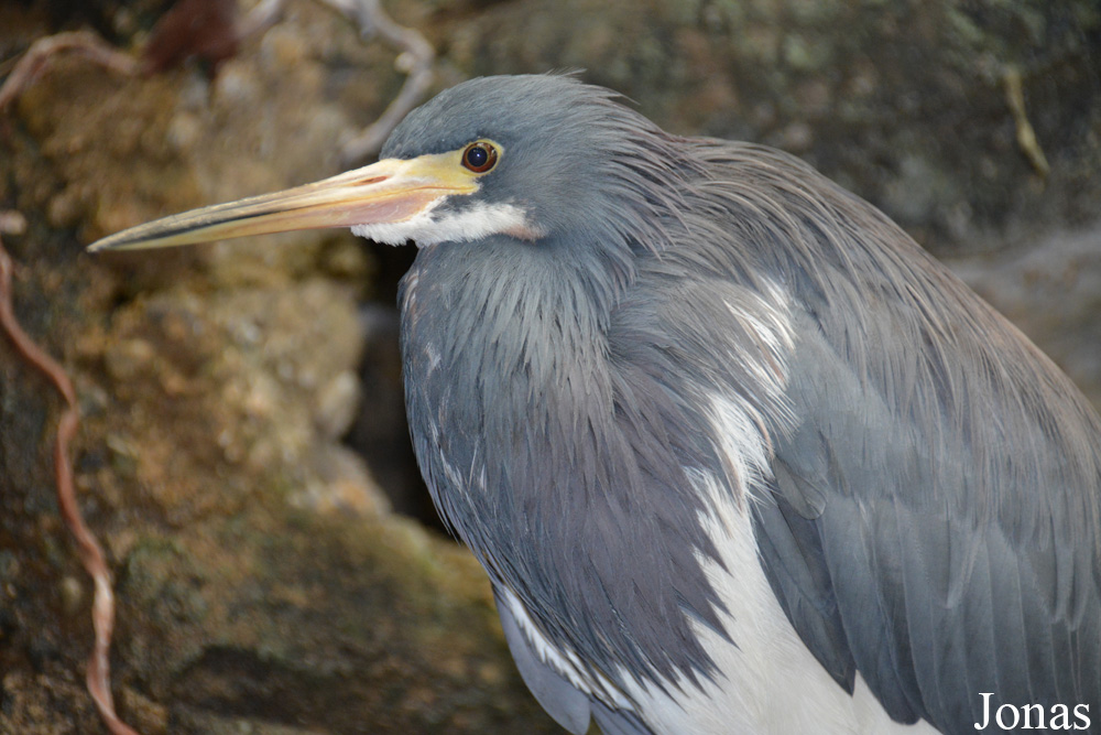 Egretta tricolor ruficollis