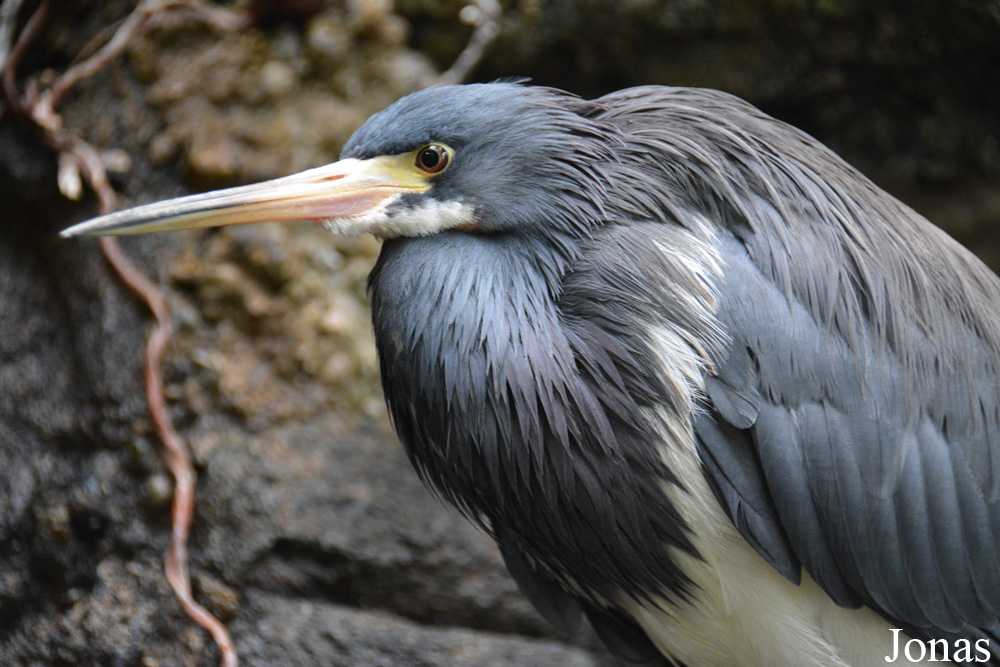 Egretta tricolor ruficollis