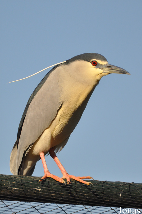 Nycticorax nycticorax