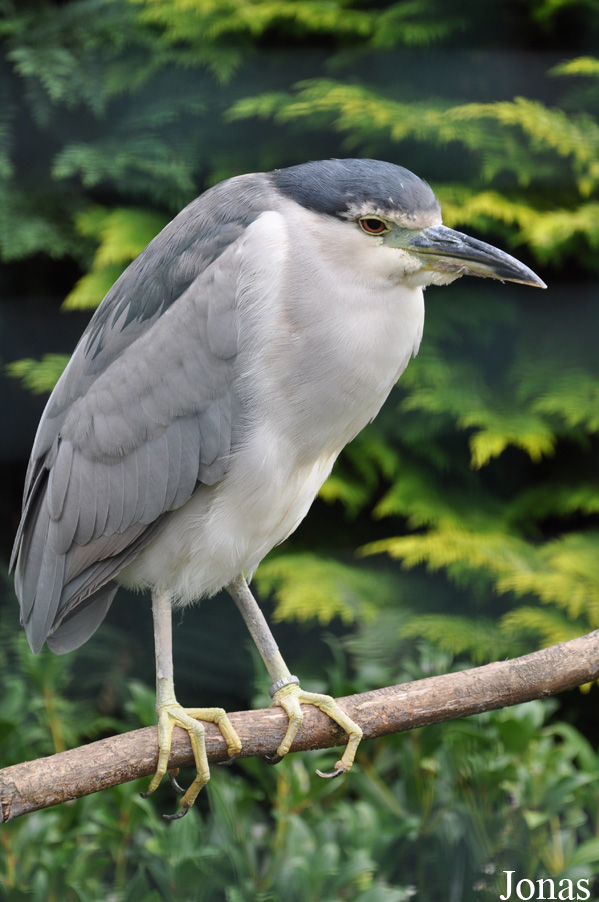 Nycticorax nycticorax