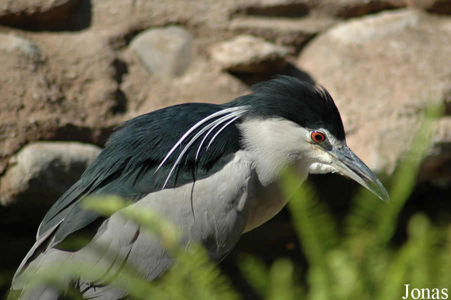 Nycticorax nycticorax