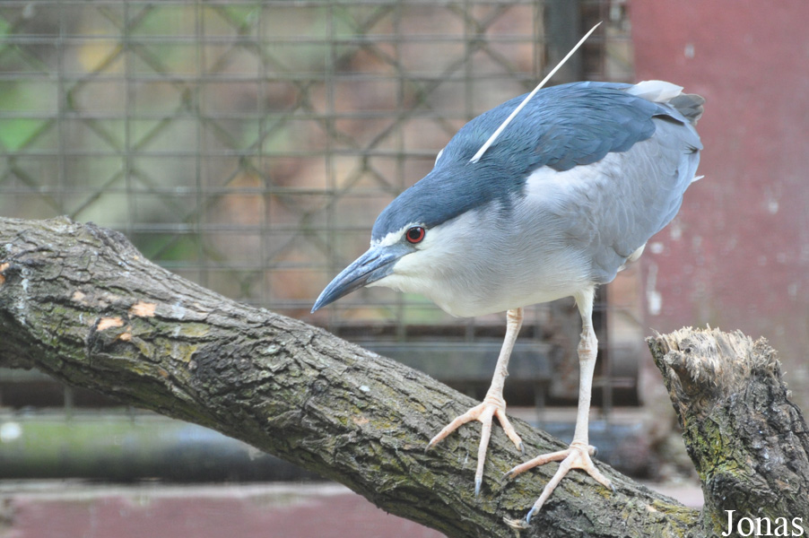 Nycticorax nycticorax