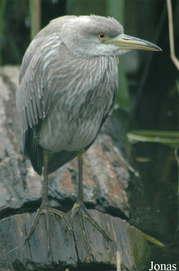 Nycticorax nycticorax
