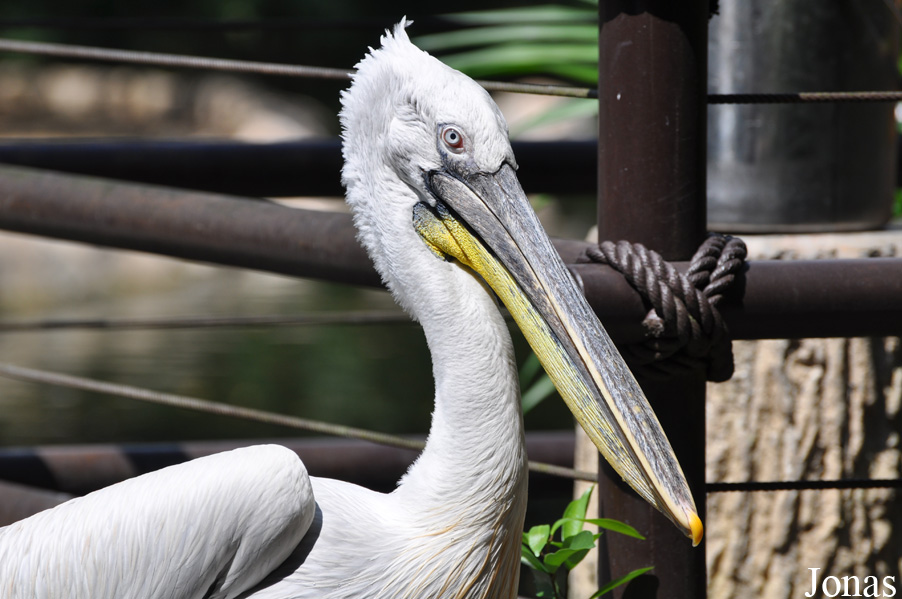 Pelecanus crispus