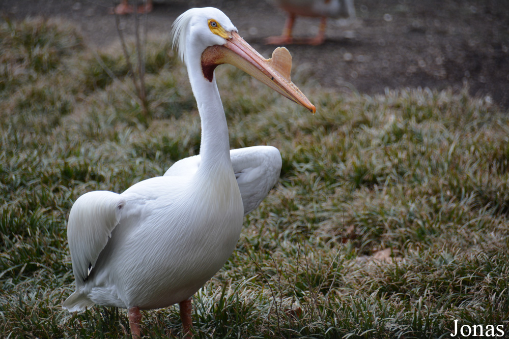 Pelecanus erythrorhynchos