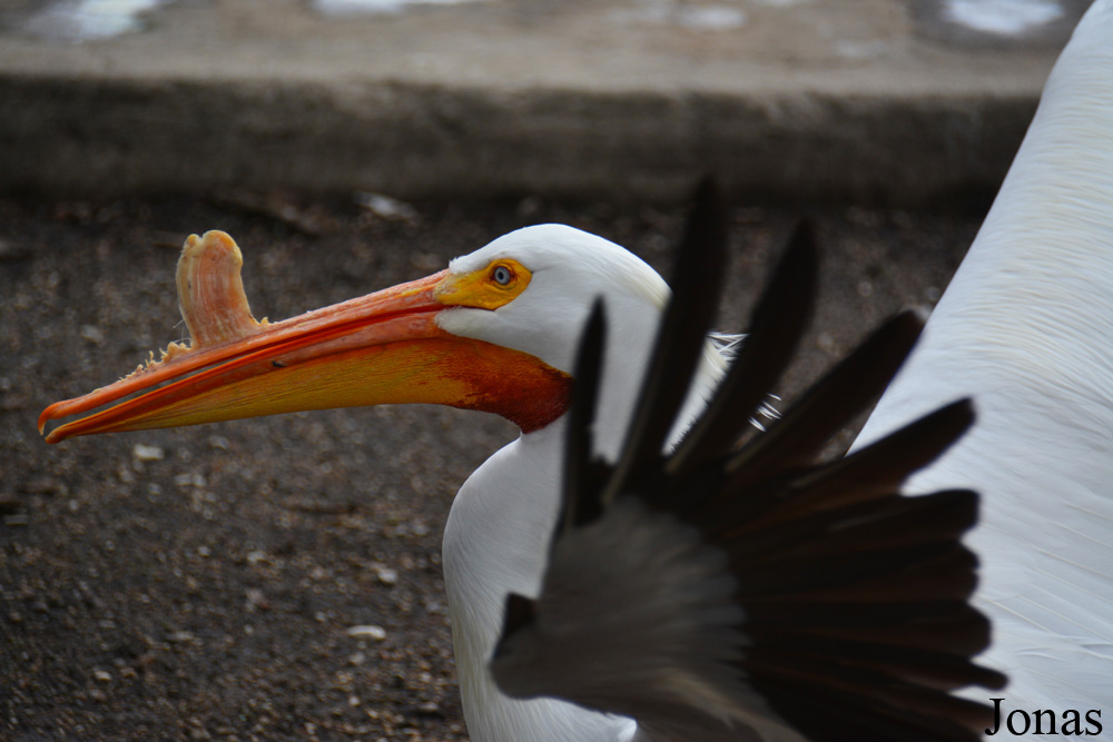 Pelecanus erythrorhynchos