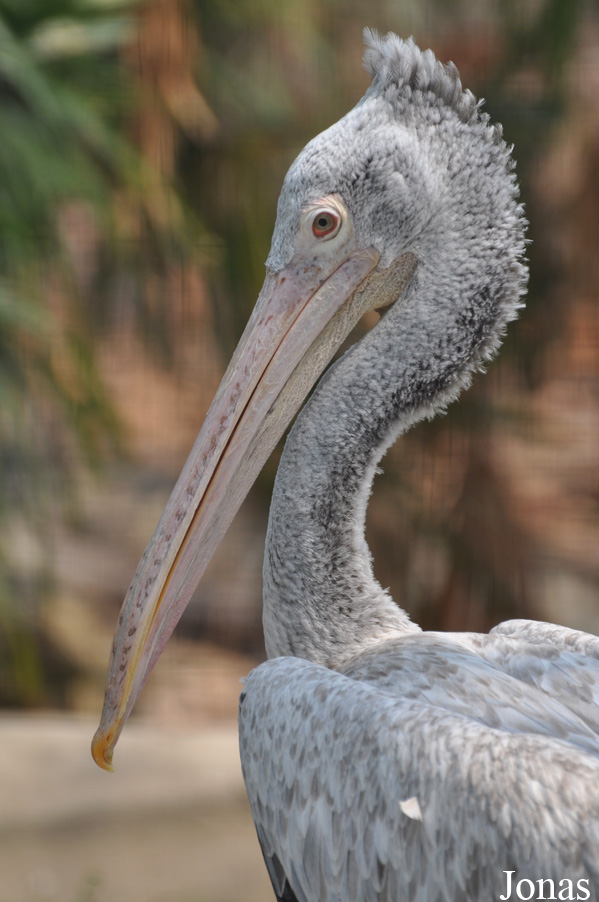 Pelecanus philippensis