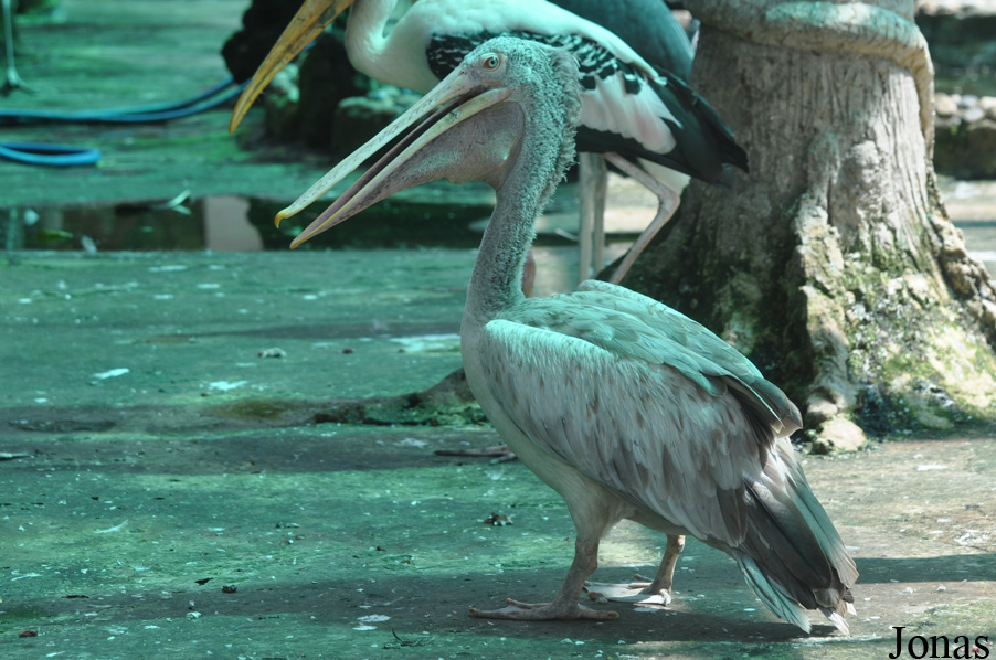 Pelecanus philippensis