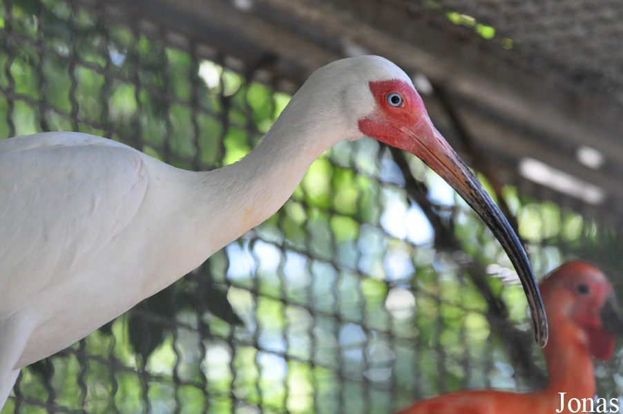 Eudocimus albus