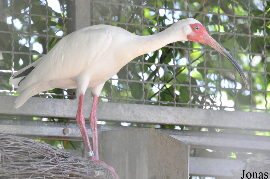 Eudocimus albus