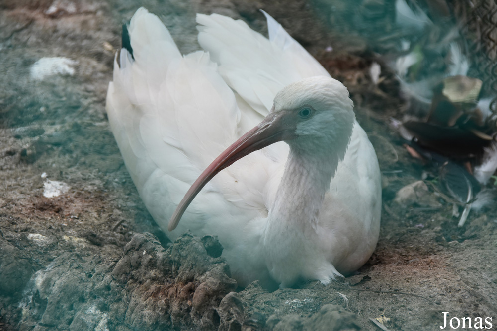 Eudocimus albus