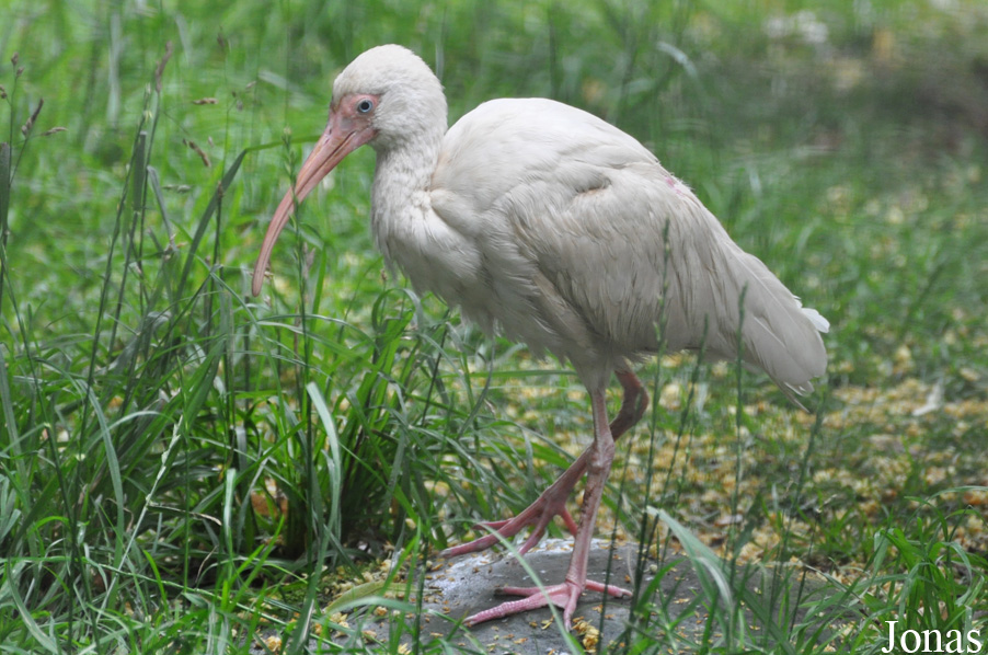 Eudocimus albus