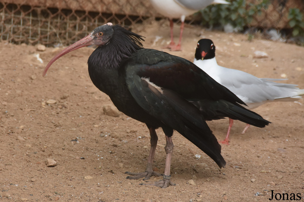 Geronticus eremita