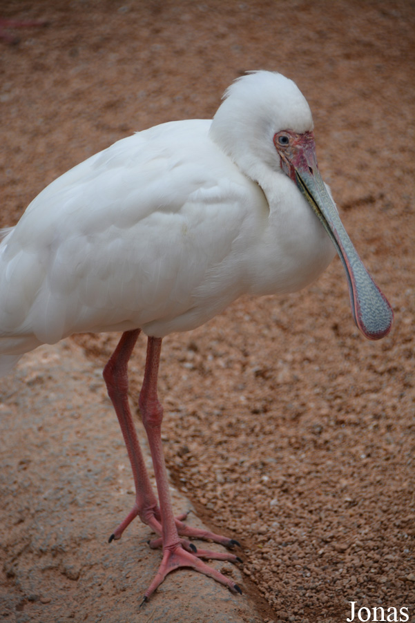 Platalea alba