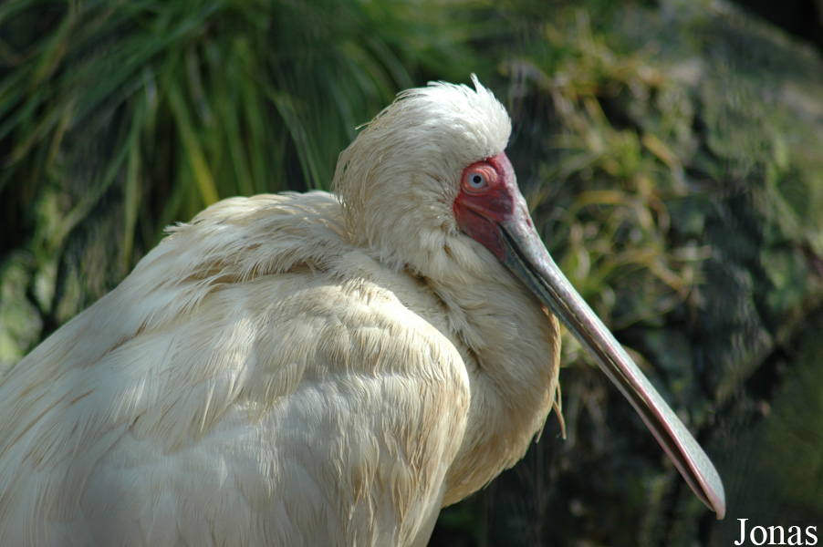 Platalea alba
