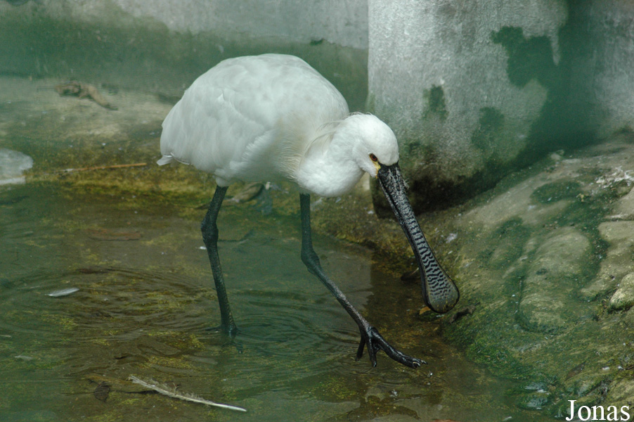 Platalea leucorodia