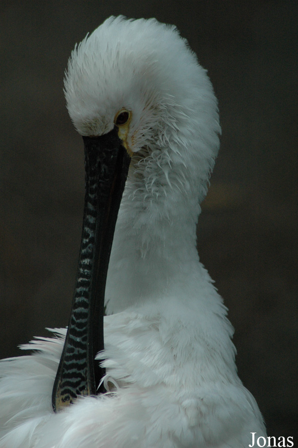 Platalea leucorodia