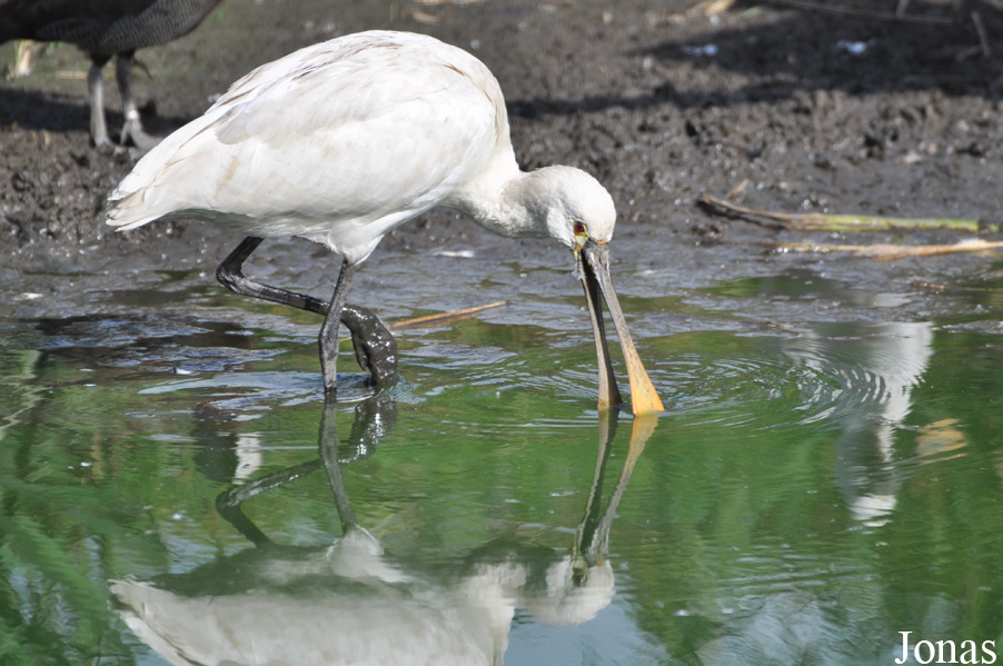 Platalea leucorodia
