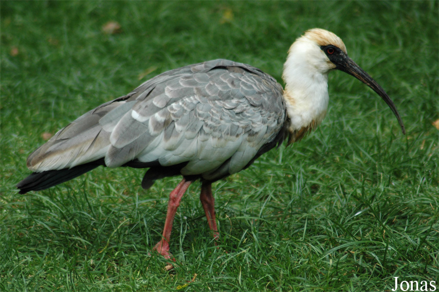 Theristicus caudatus