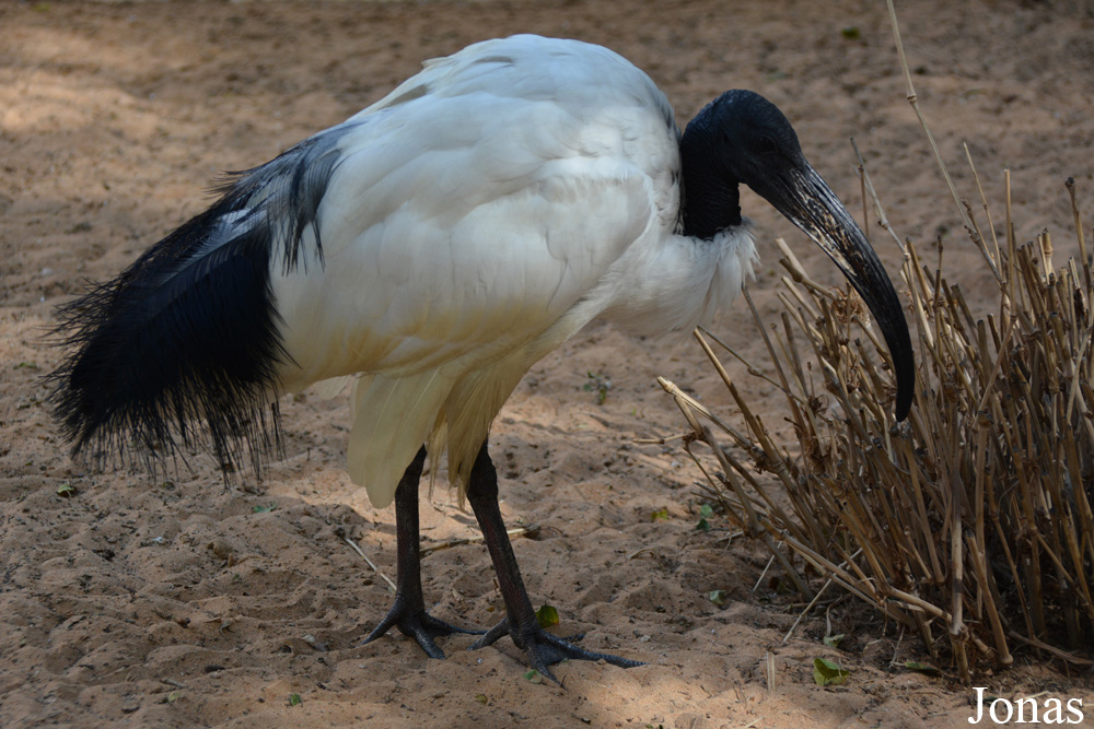 Threskiornis aethiopicus