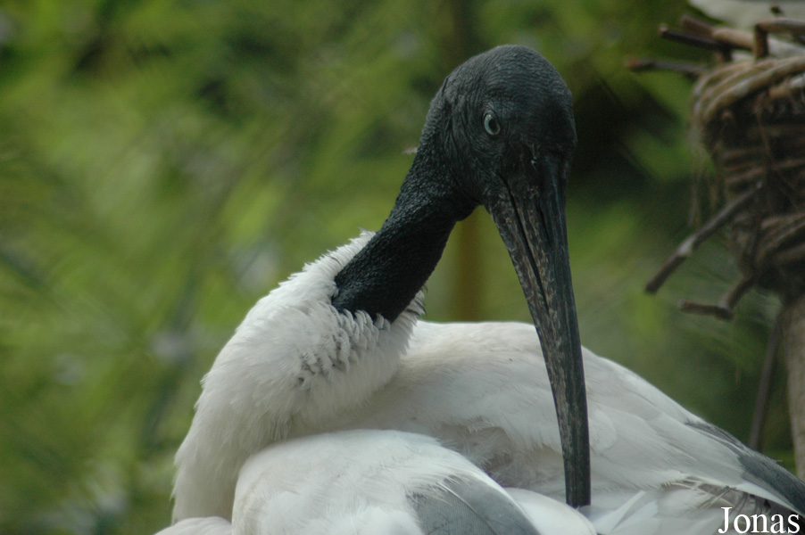 Threskiornis bernieri