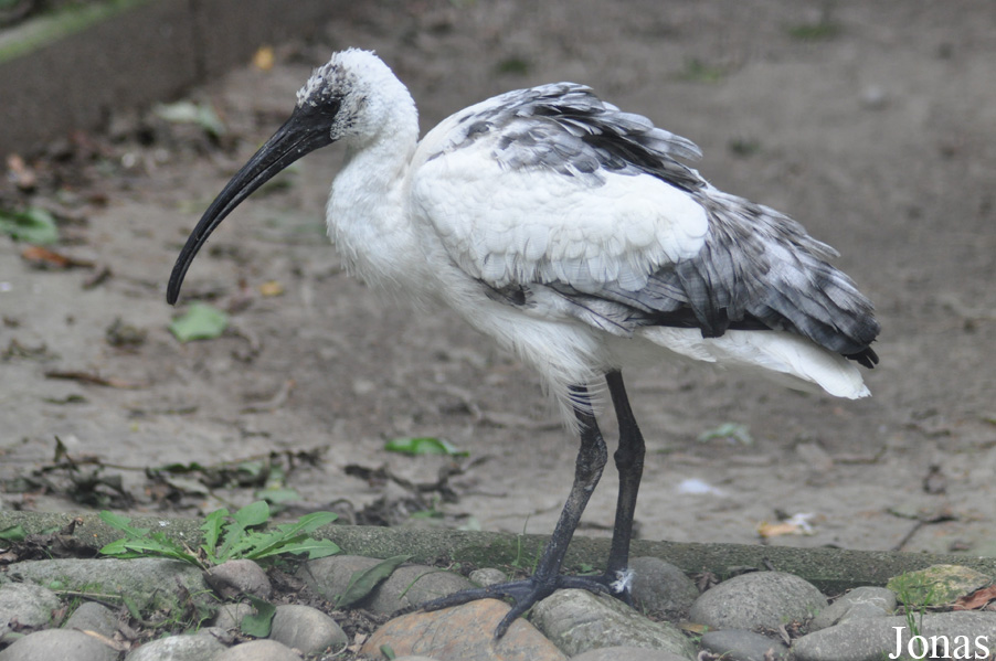 Threskiornis melanocephalus