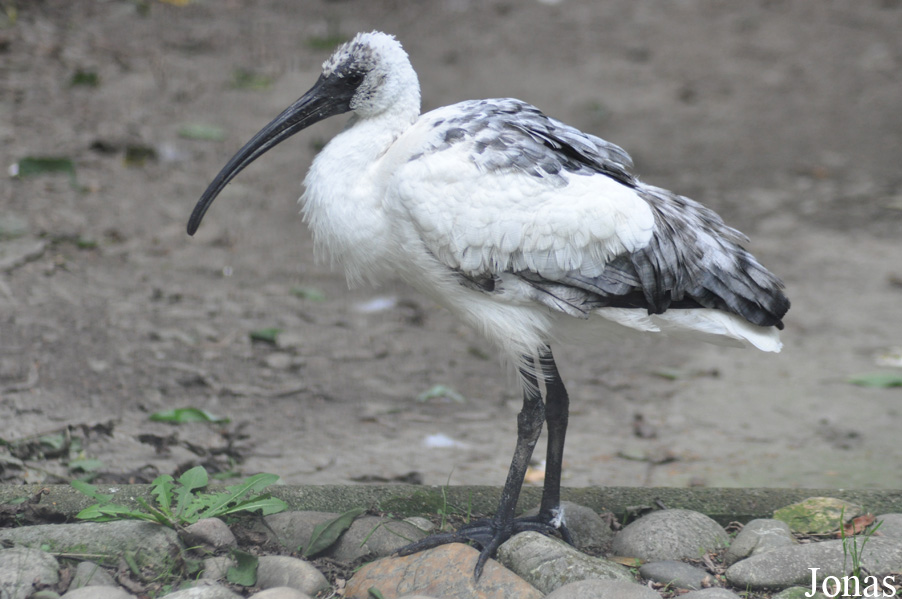 Threskiornis melanocephalus