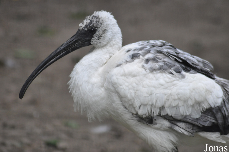 Threskiornis melanocephalus