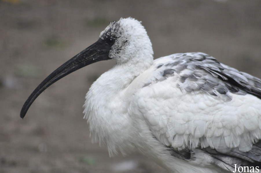 Threskiornis melanocephalus
