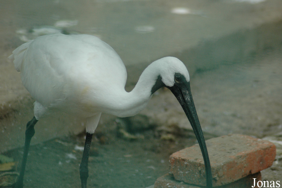 Threskiornis melanocephalus