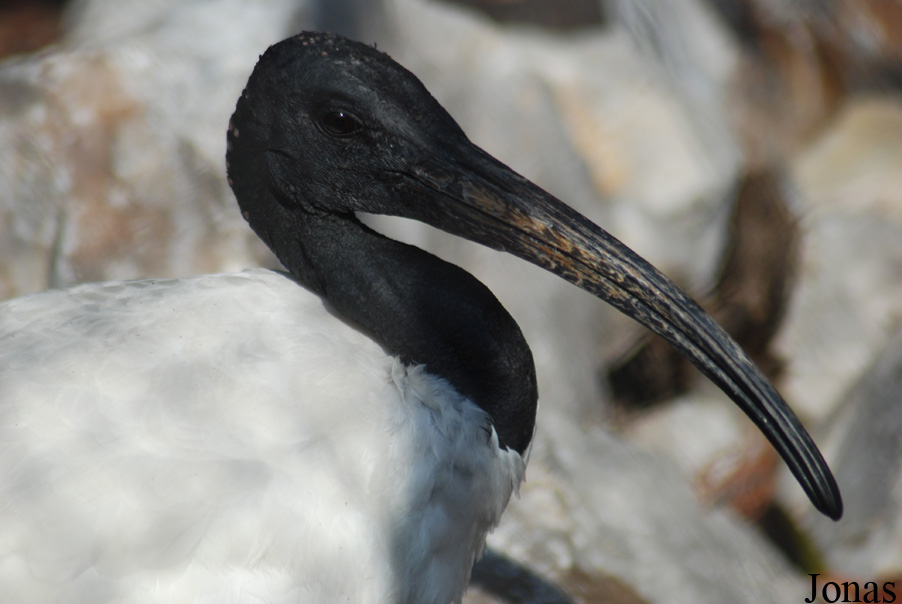 Threskiornis molucca