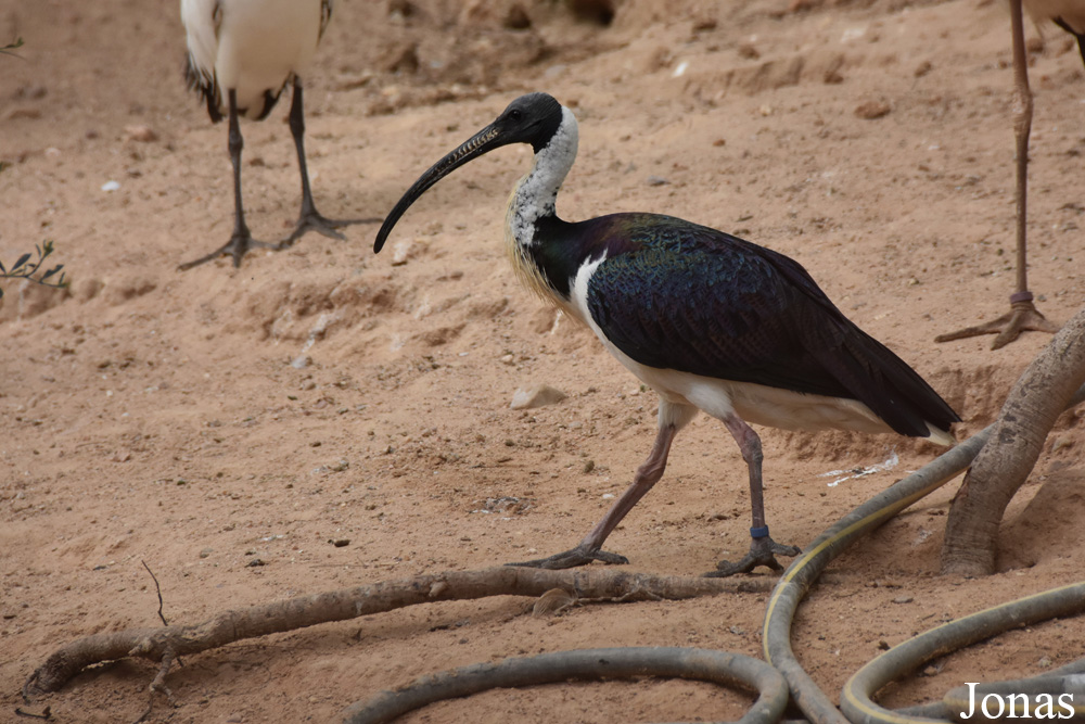 Threskiornis spinicollis