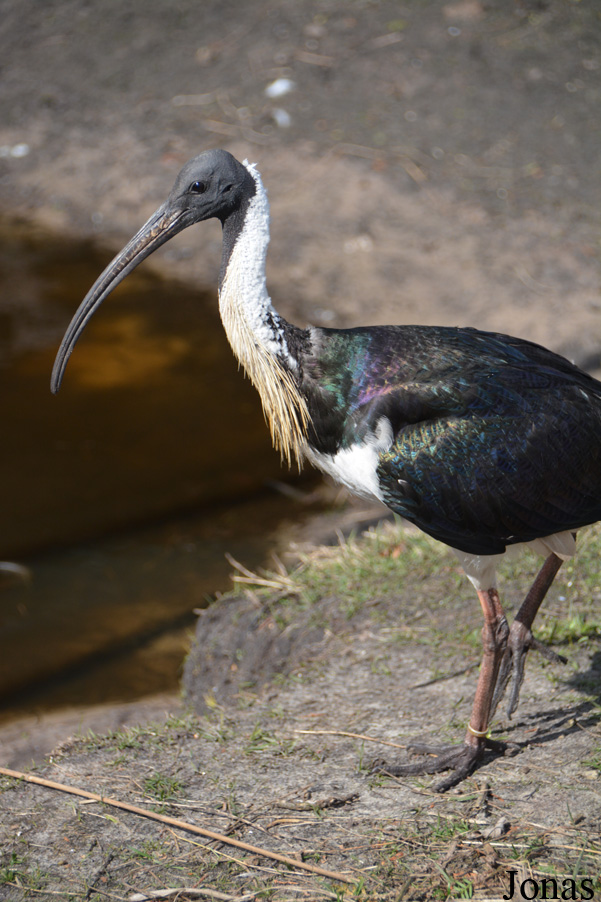 Threskiornis spinicollis