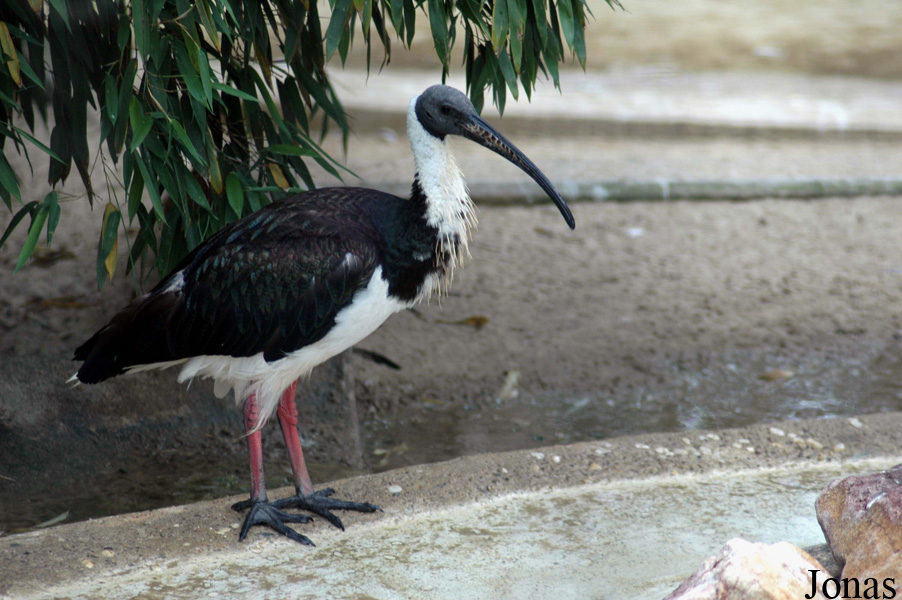 Threskiornis spinicollis