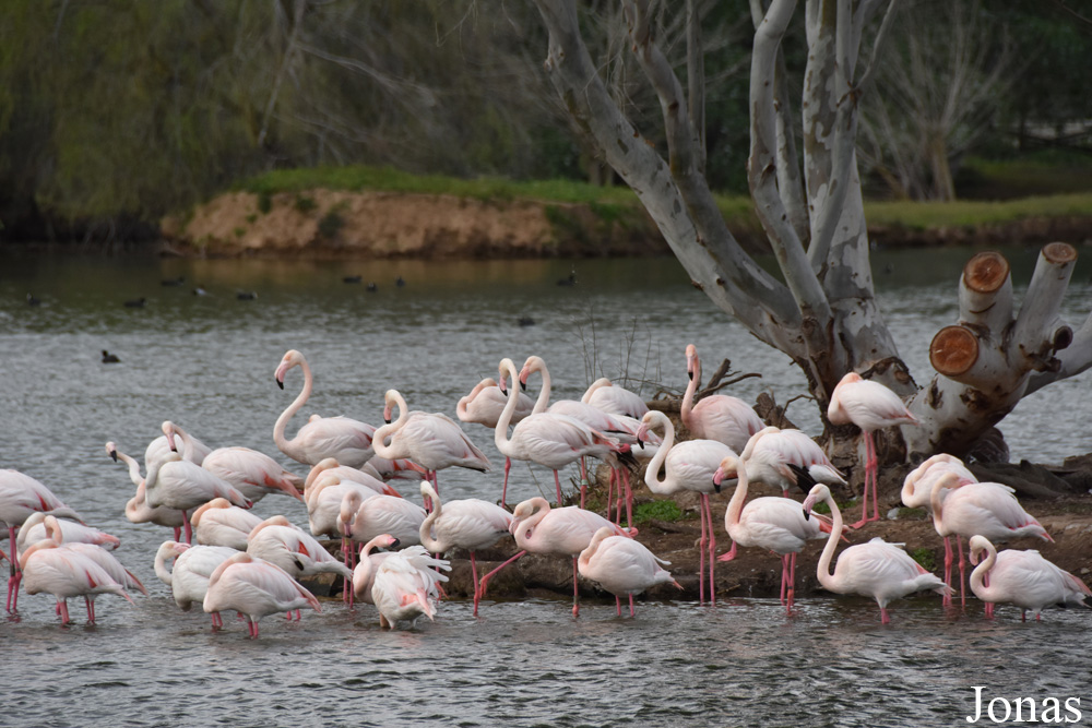 Phoenicopterus roseus