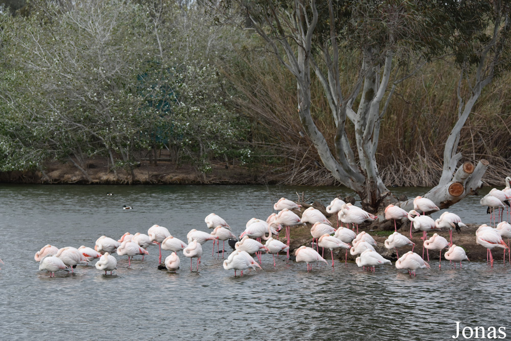 Phoenicopterus roseus