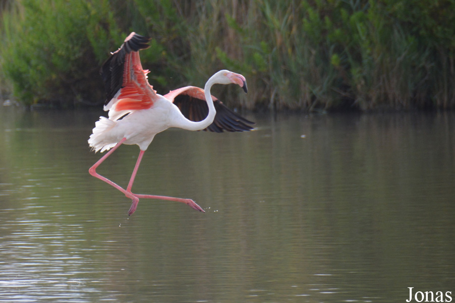 Phoenicopterus roseus