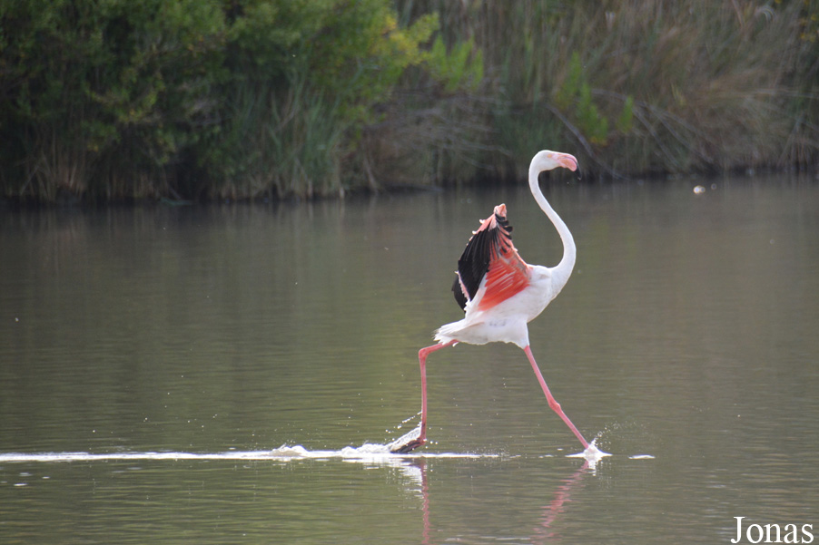 Phoenicopterus roseus