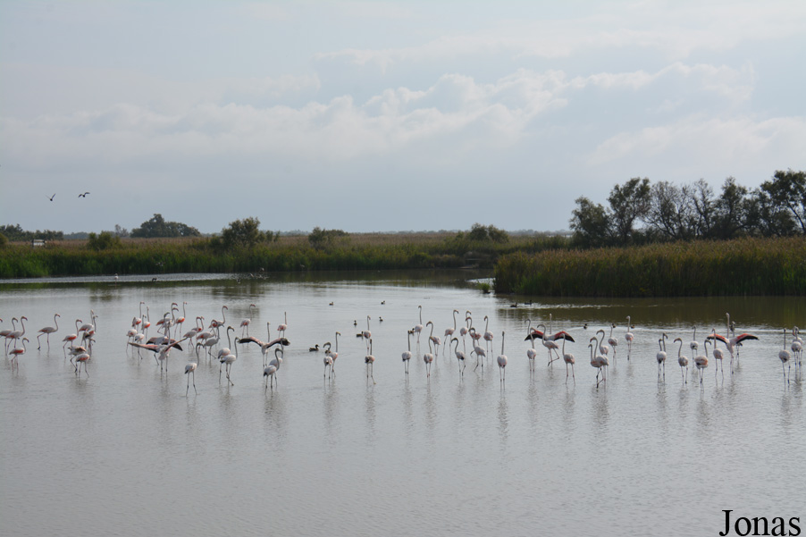 Phoenicopterus roseus