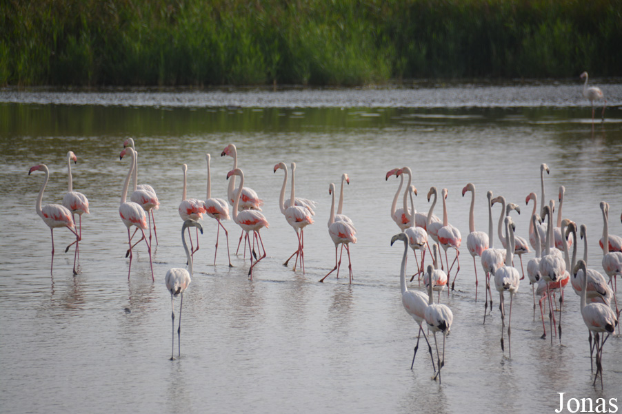 Phoenicopterus roseus