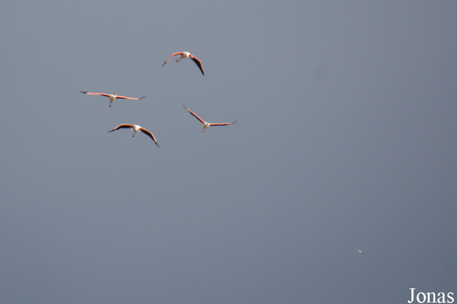 Phoenicopterus roseus