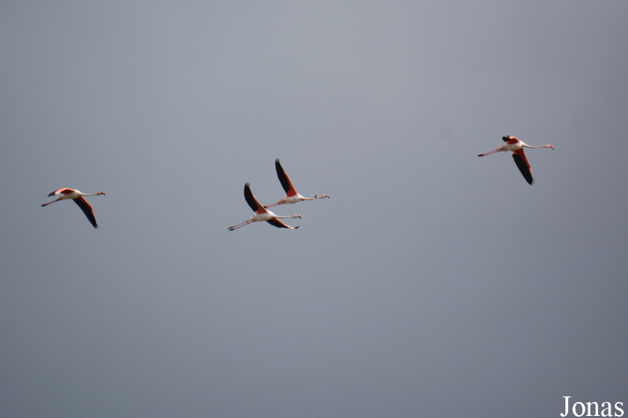 Phoenicopterus roseus