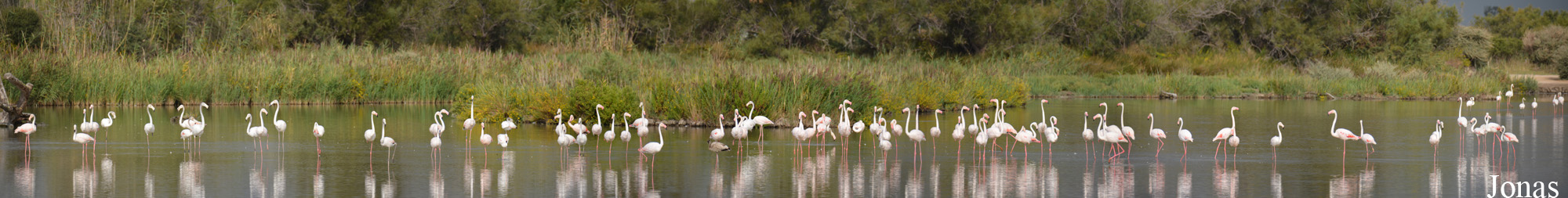 Phoenicopterus roseus