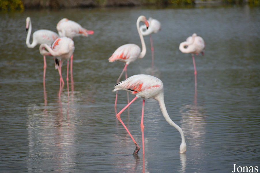 Phoenicopterus roseus