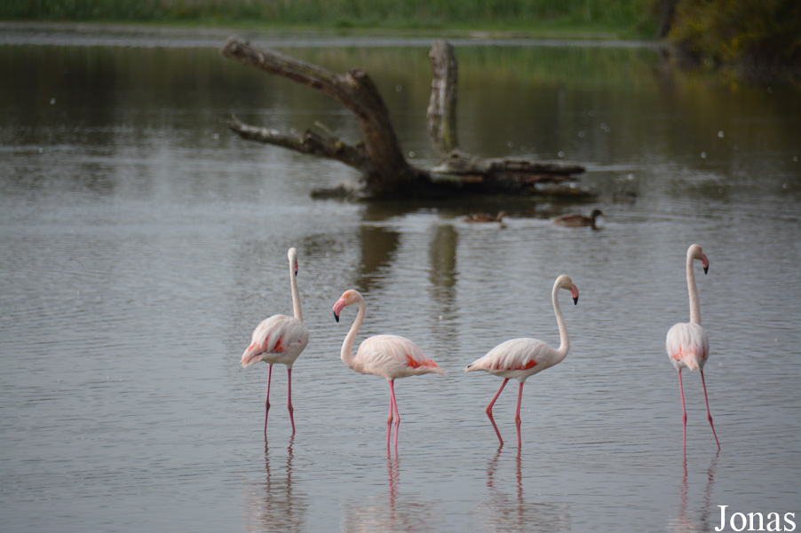 Phoenicopterus roseus