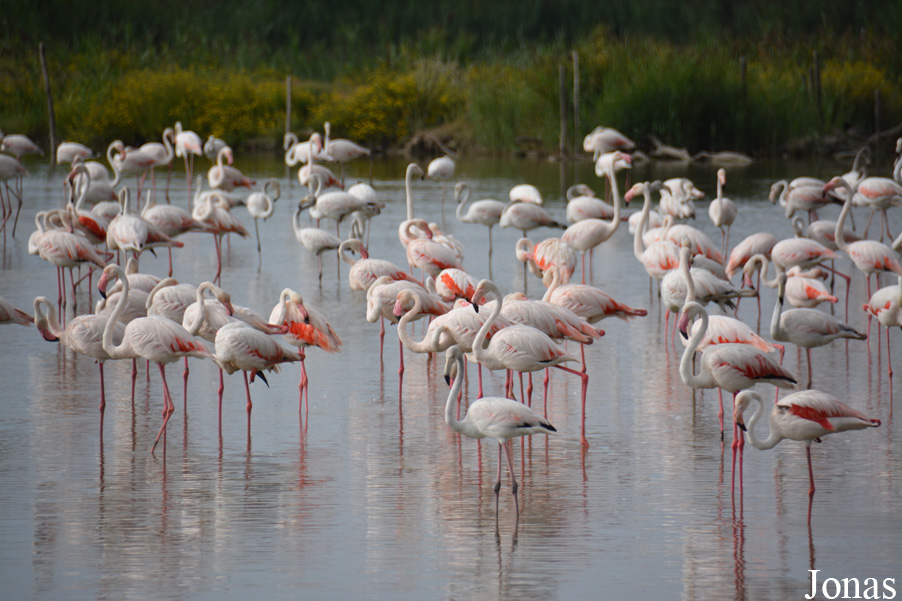 Phoenicopterus roseus