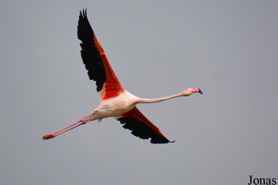 Phoenicopterus roseus