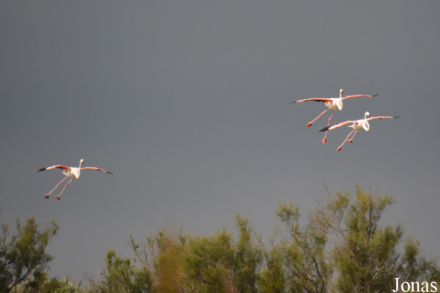Phoenicopterus roseus
