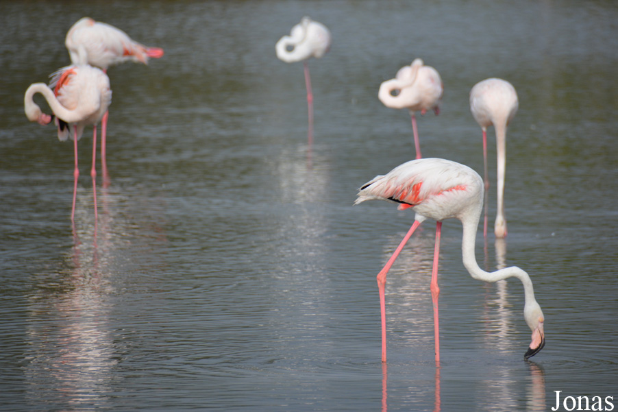Phoenicopterus roseus