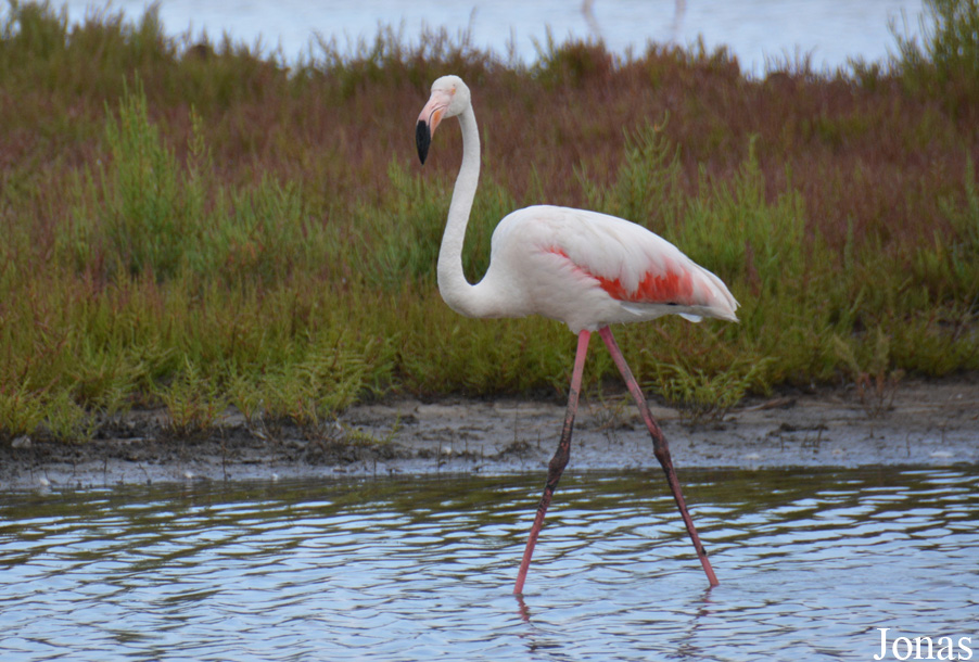 Phoenicopterus roseus